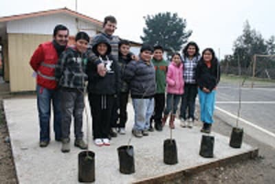 Programa de Arborización de CONAF, en Purén