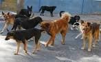 ESTERILIZACIÓN DE PERROS VAGOS EN PURÉN