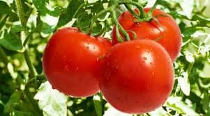 QUÉ CULPA TIENE EL TOMATE