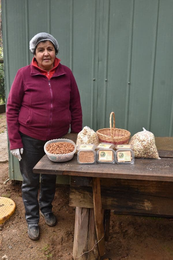 LAS MAS RICAS AVELLANAS DE «PICHIHUENOCOLLE», DE PURÉN